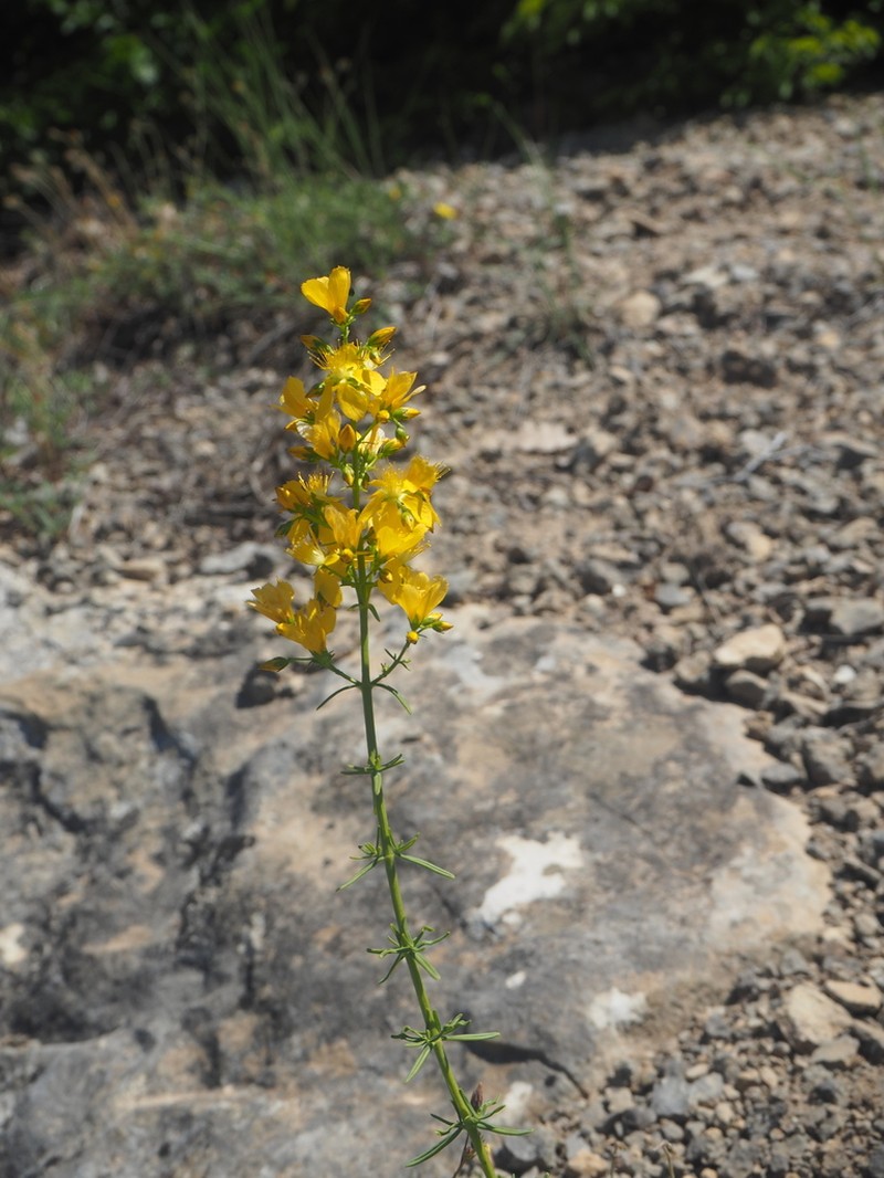 Hypericum lydium