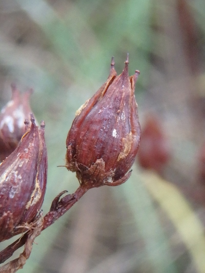 Hypericum lydium photo 2