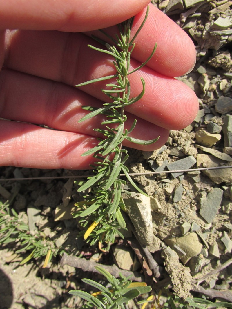 Hypericum lydium photo 3