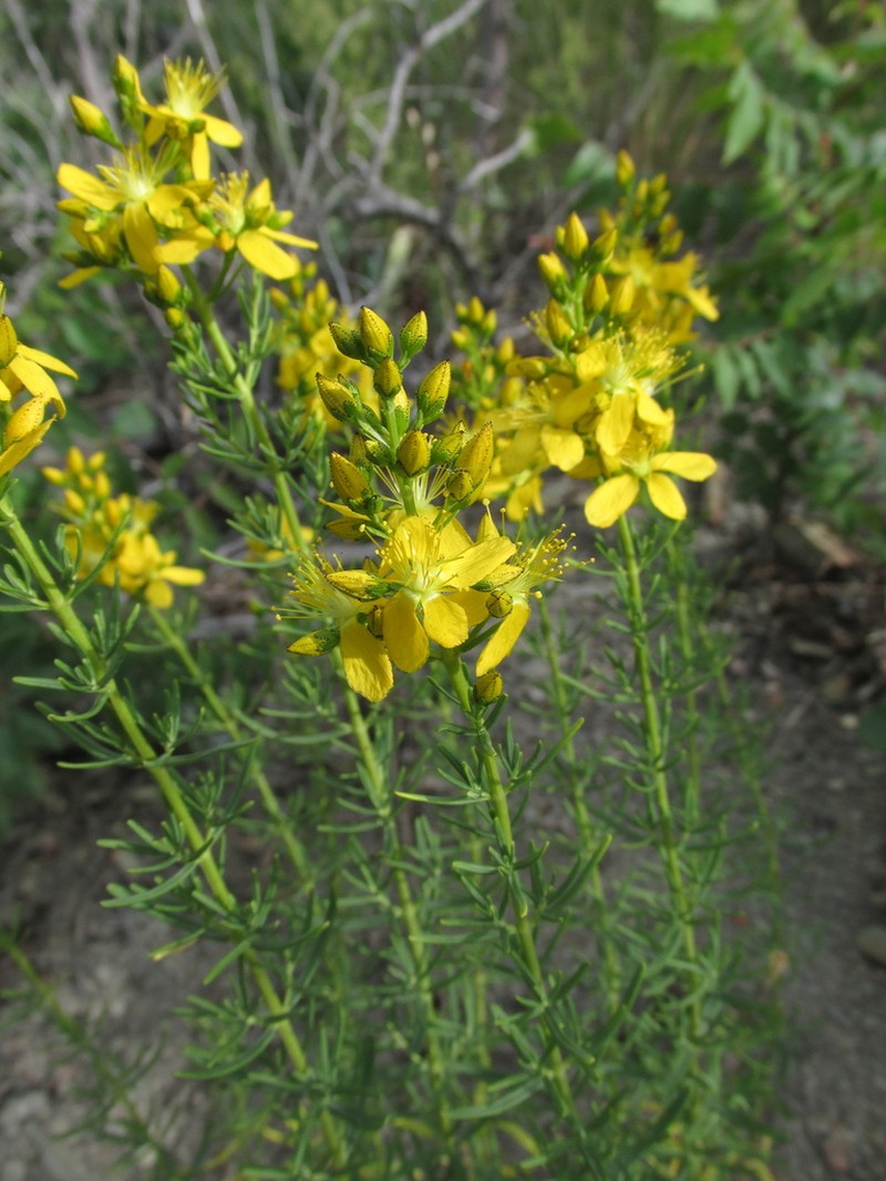 Hypericum lydium photo 4
