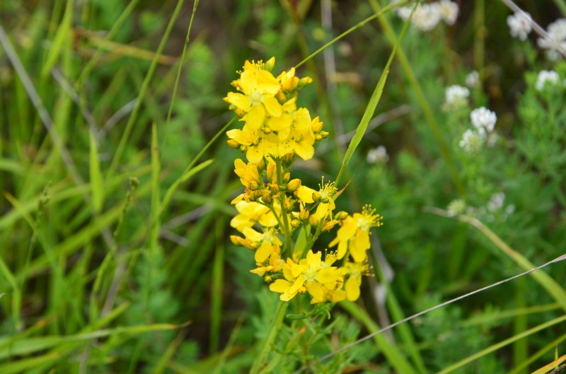 Hypericum lydium photo 5