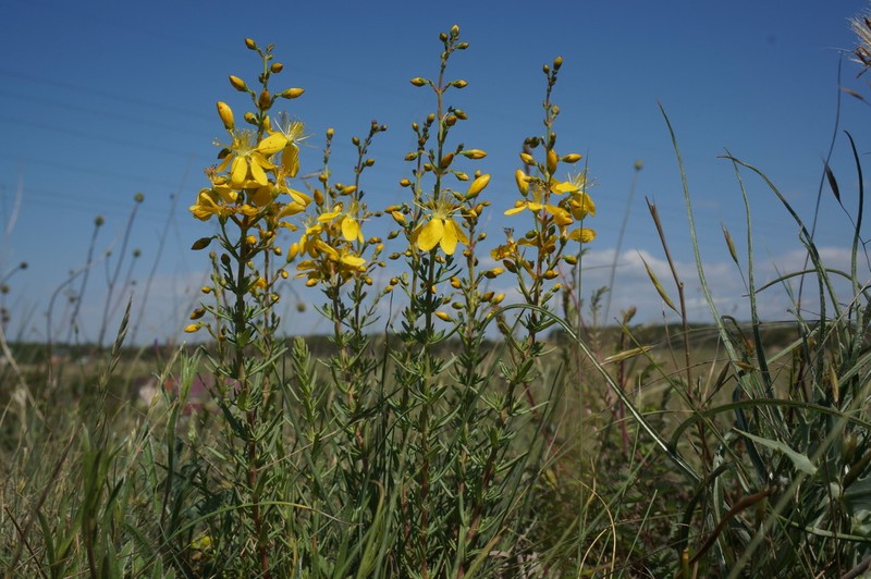 Hypericum lydium photo 6