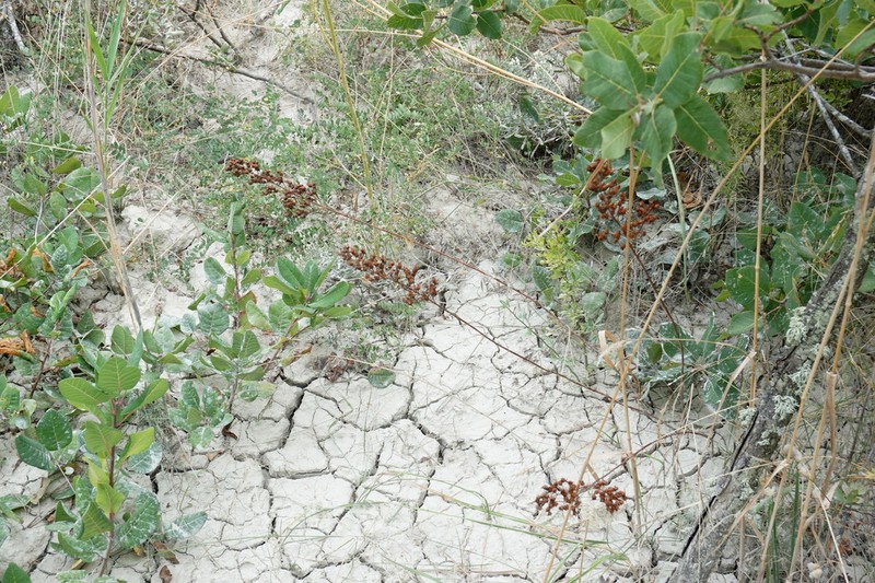 Hypericum lydium photo 7