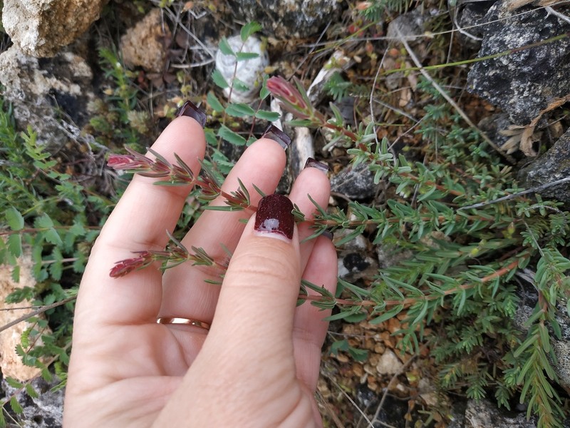 Hypericum lydium photo 8