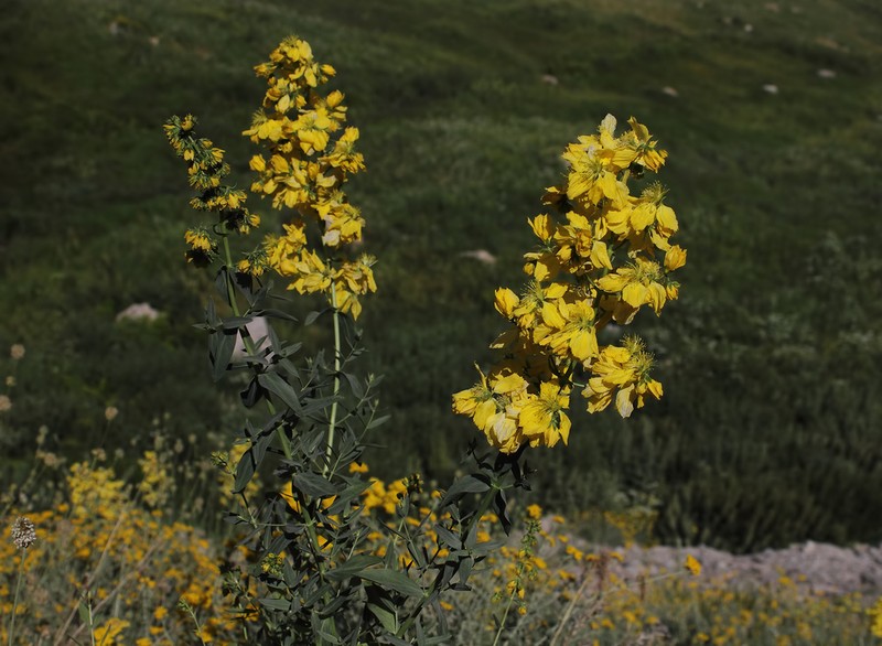 Hypericum lysimachioides