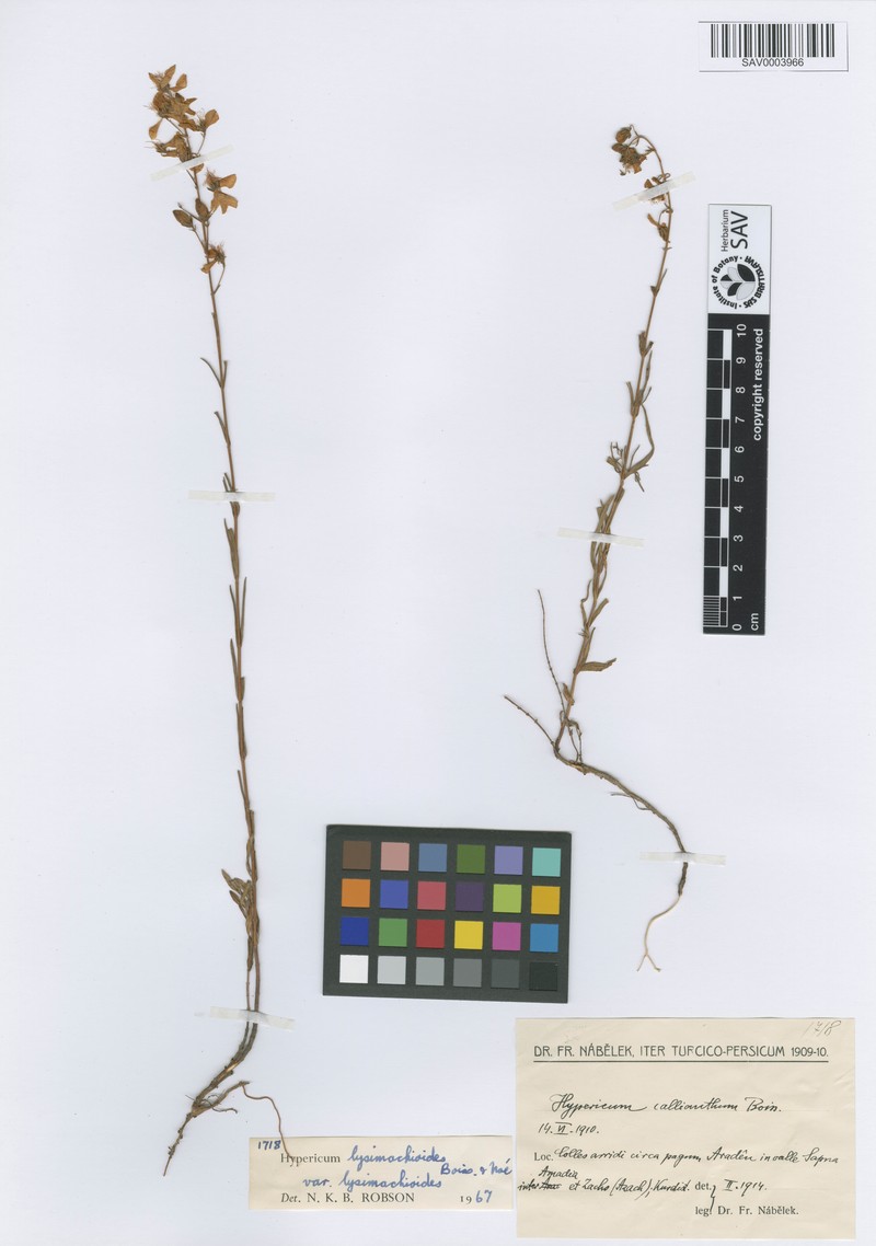Hypericum lysimachioides photo 2