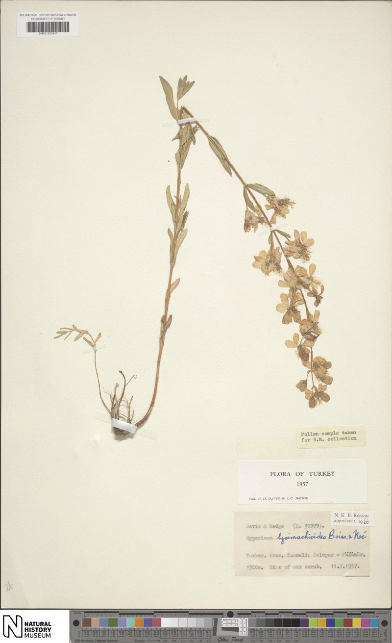 Hypericum lysimachioides photo 4