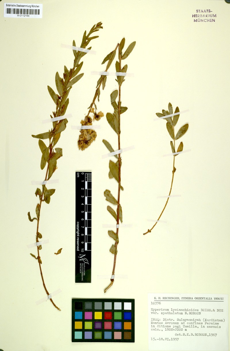 Hypericum lysimachioides var. spathulatum