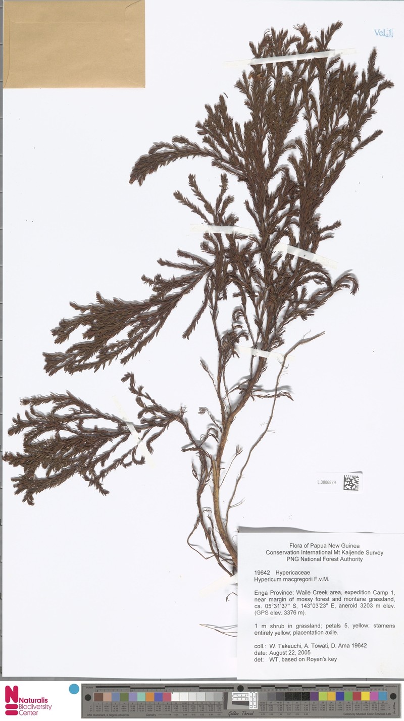 Hypericum macgregorii