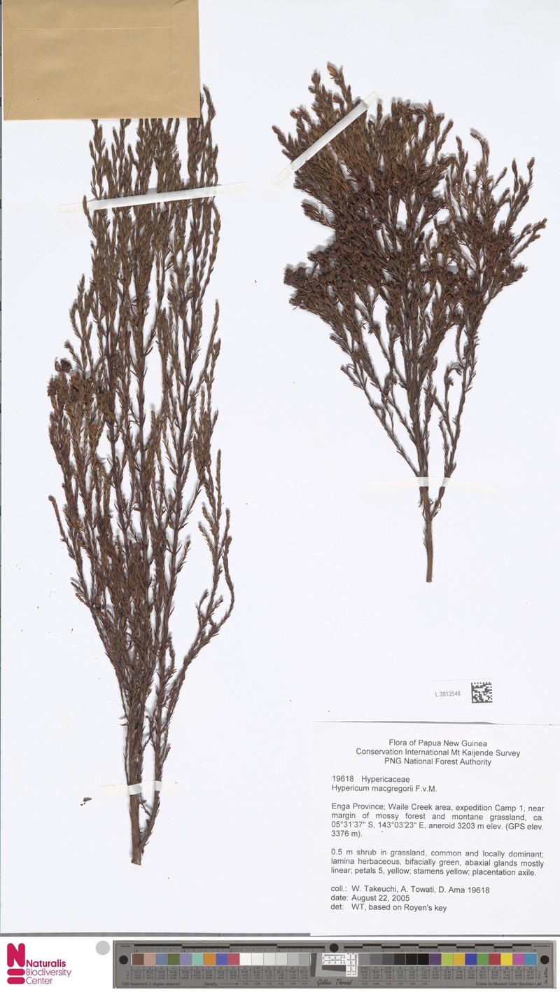 Hypericum macgregorii photo 2