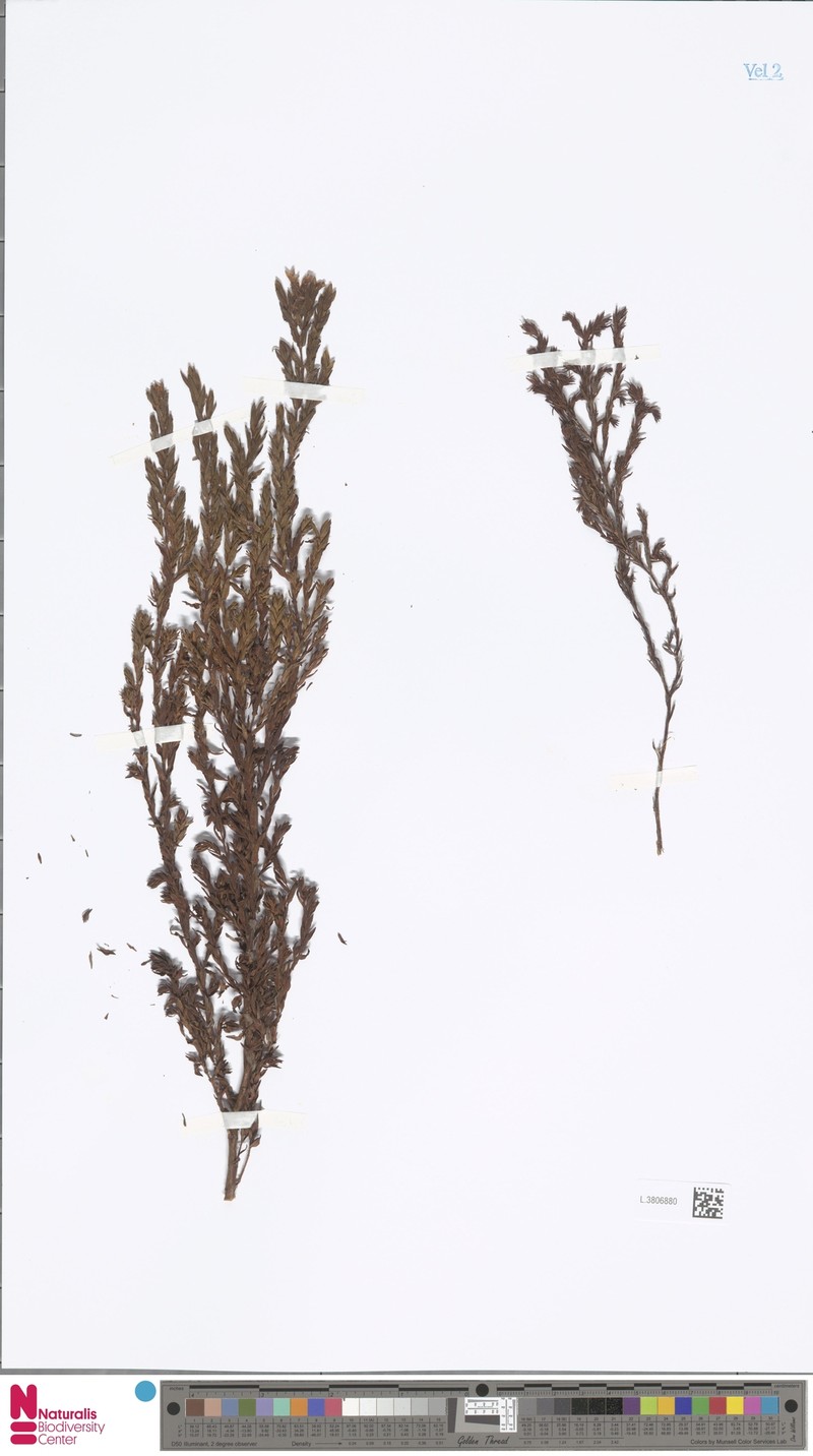 Hypericum macgregorii photo 3