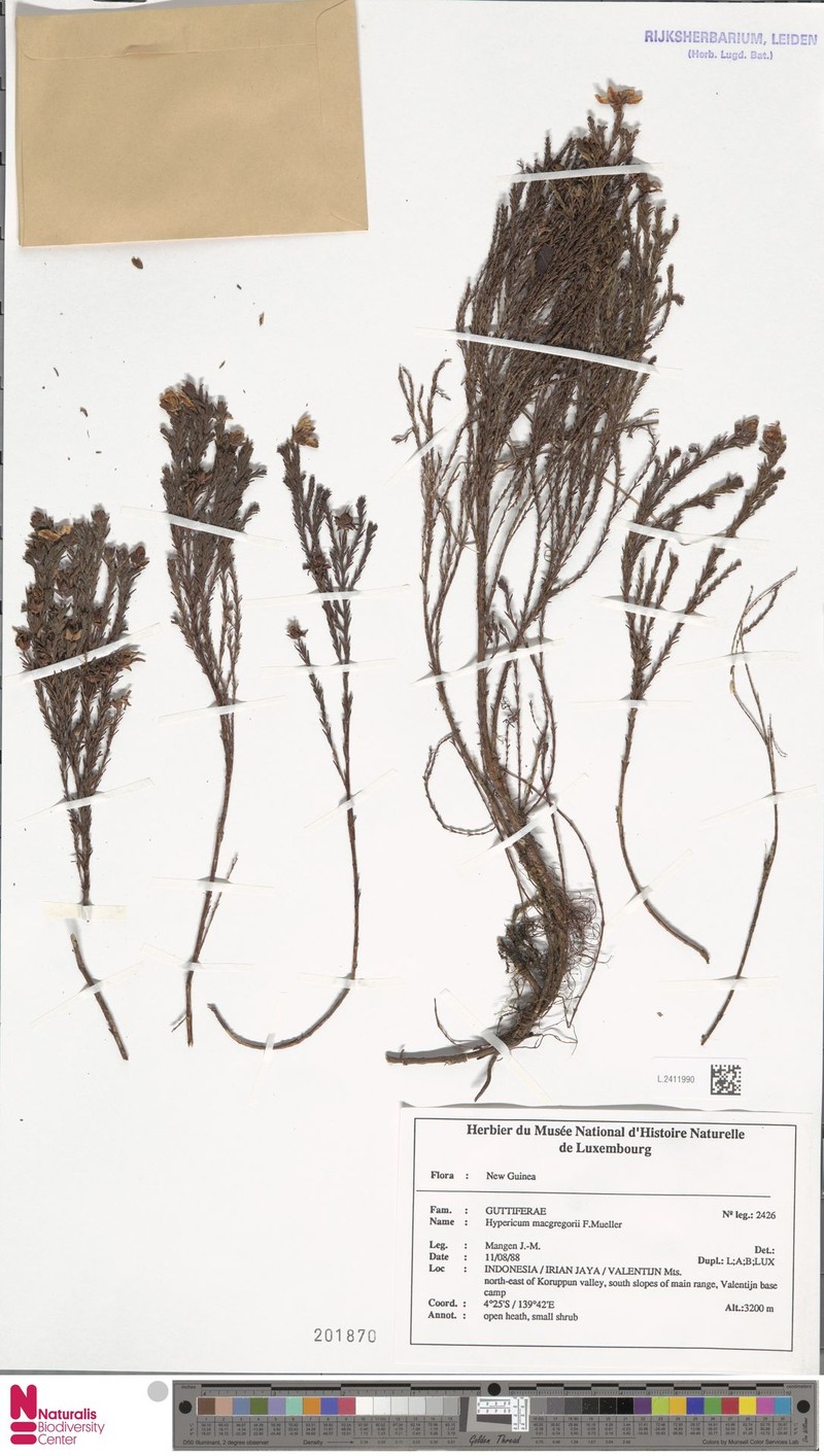 Hypericum macgregorii photo 6