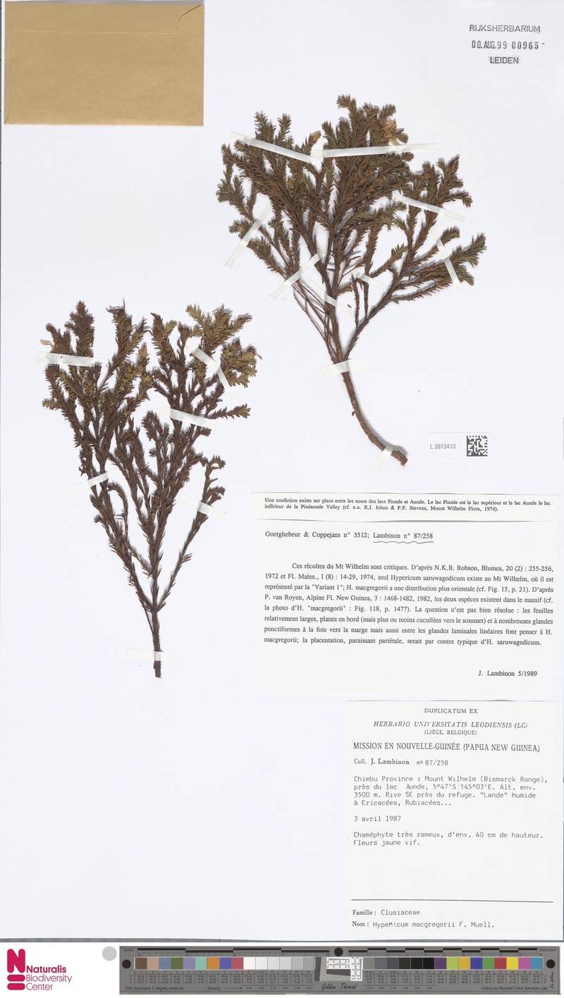 Hypericum macgregorii photo 8