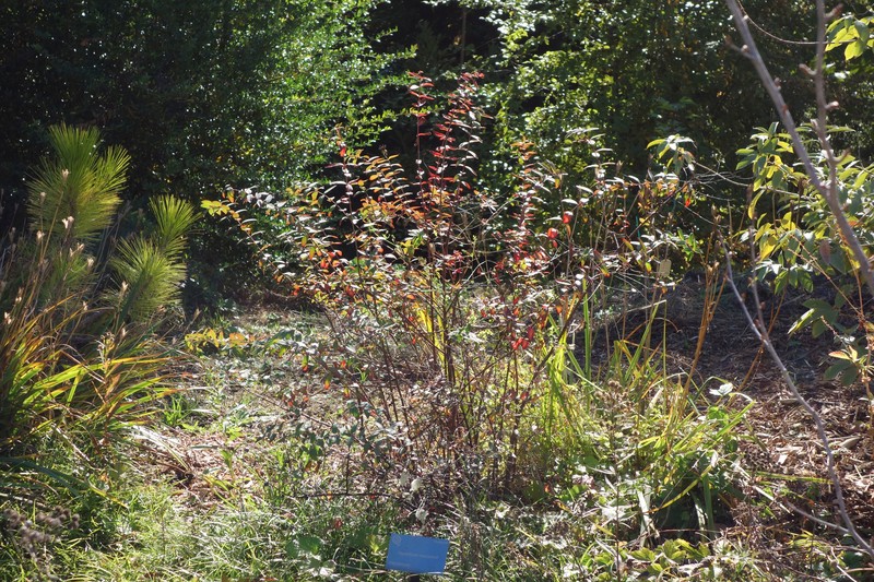 Hypericum maclarenii