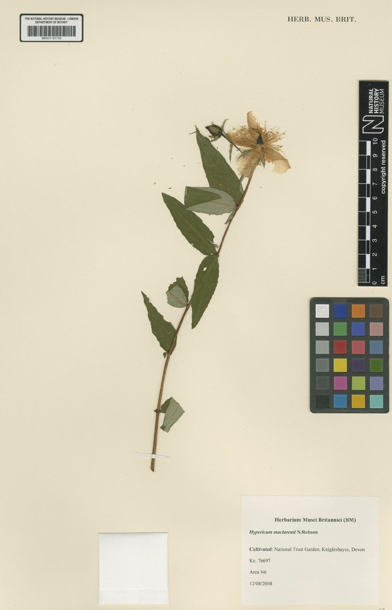 Hypericum maclarenii photo 2