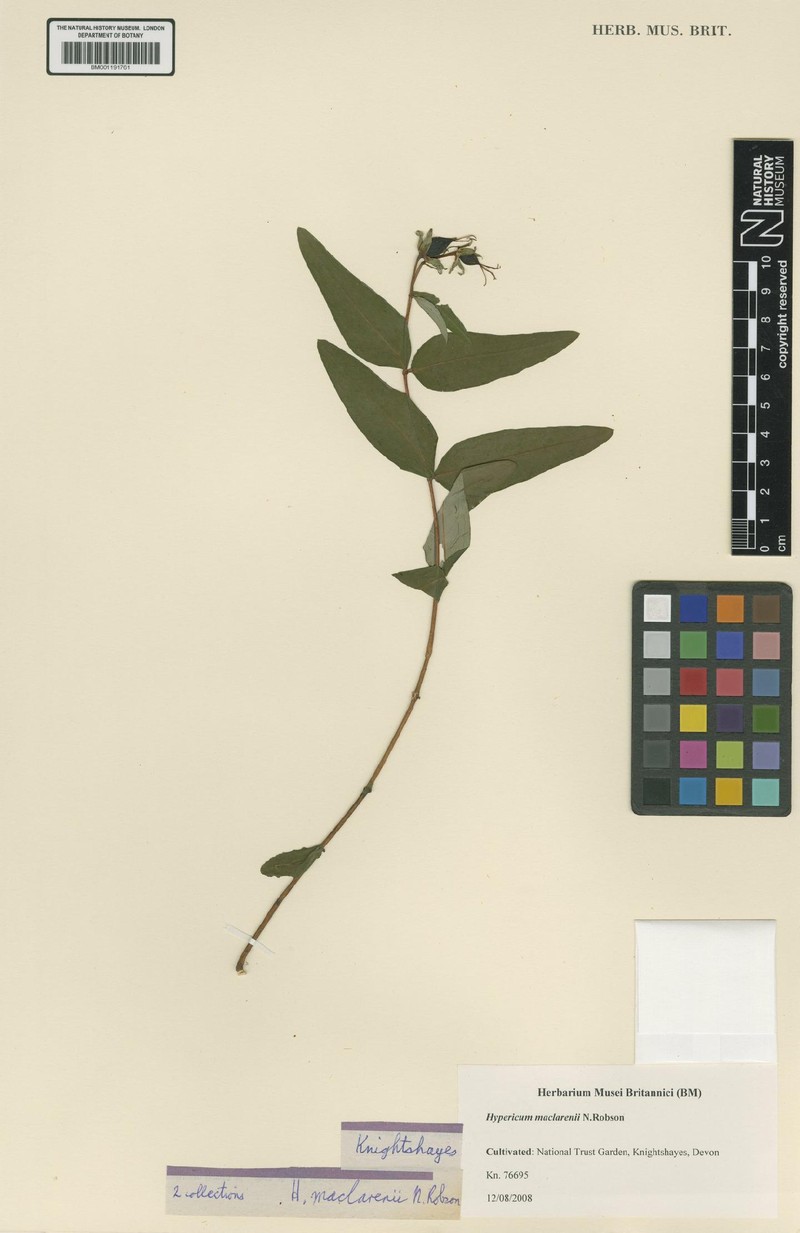 Hypericum maclarenii photo 3