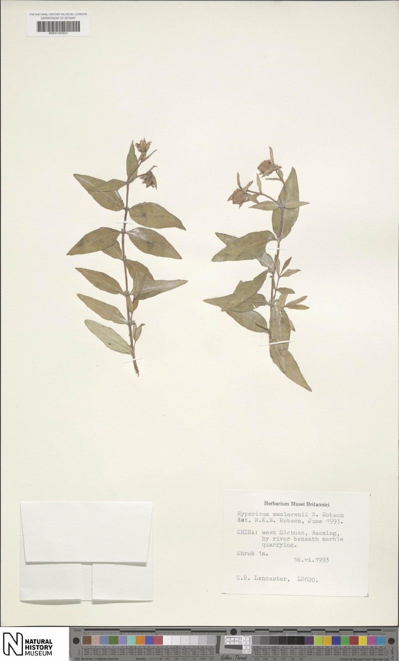 Hypericum maclarenii photo 4