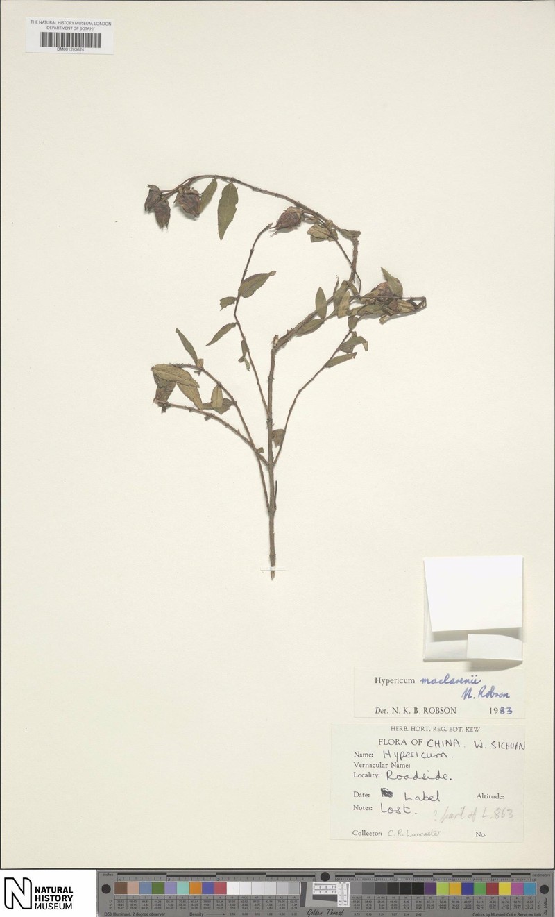 Hypericum maclarenii photo 5