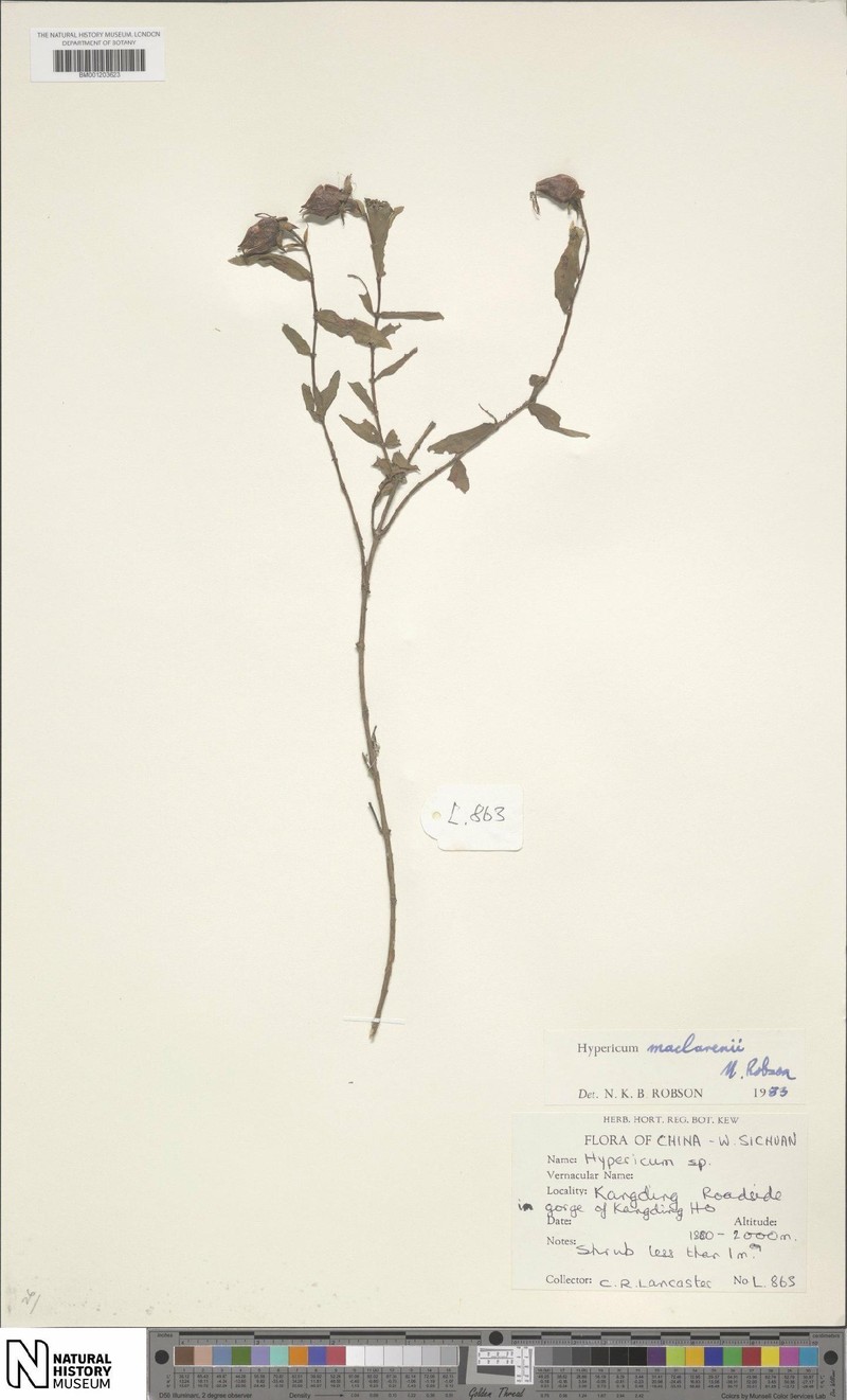 Hypericum maclarenii photo 6