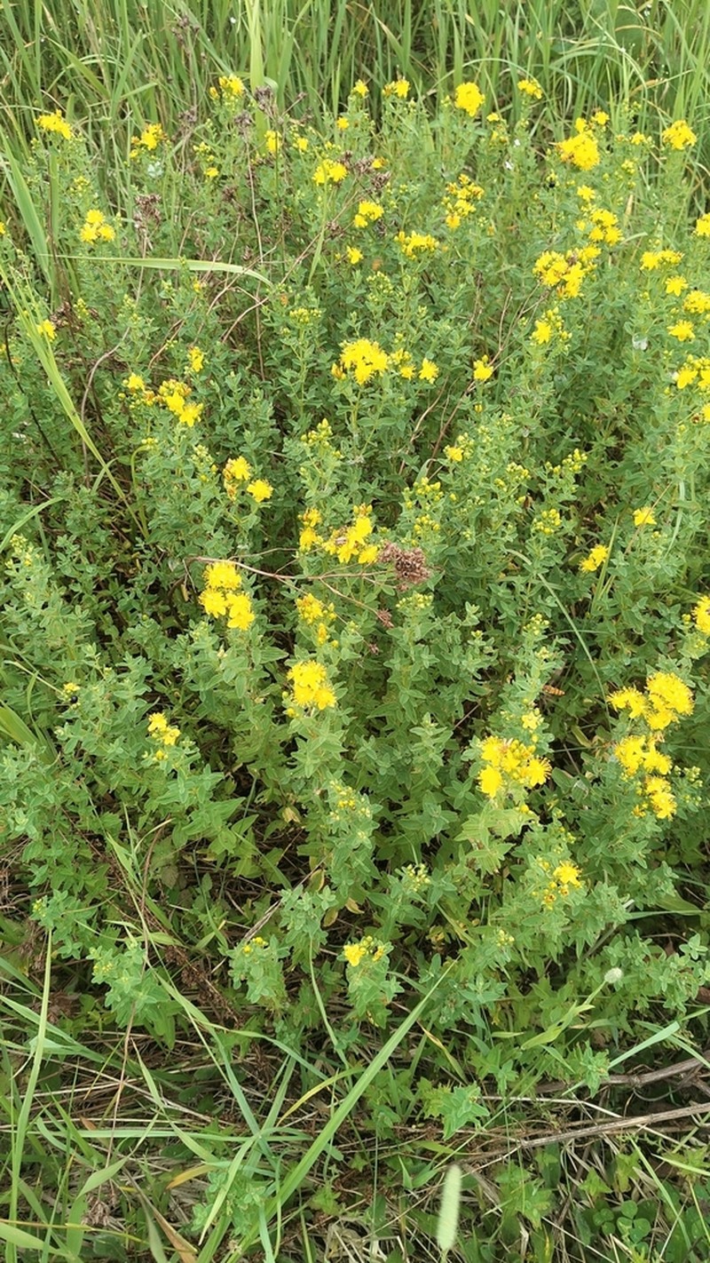 Spotted St. Johnswort photo 2
