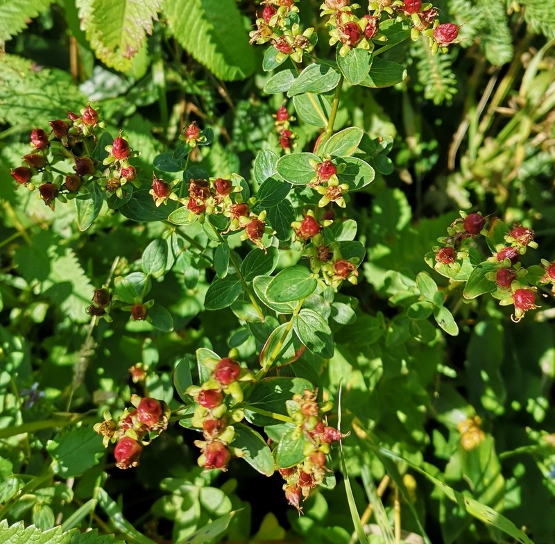 Spotted St. Johnswort photo 3