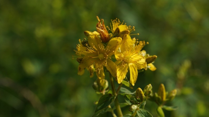 Spotted St. Johnswort photo 4