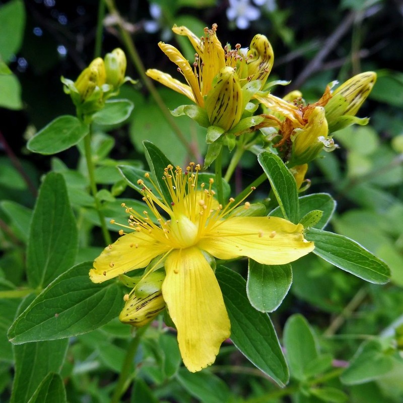Spotted St. Johnswort photo 5