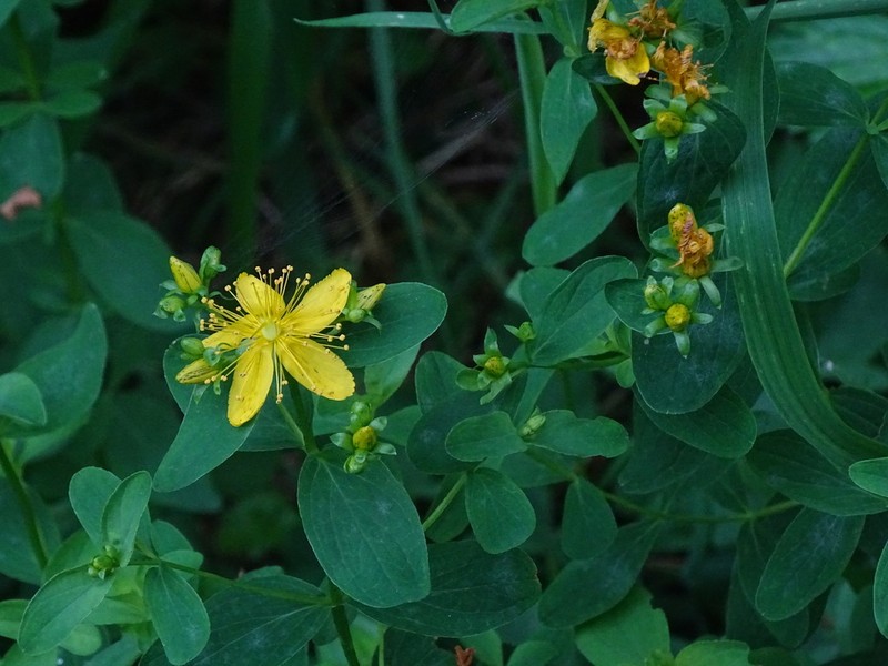 Spotted St. Johnswort photo 6
