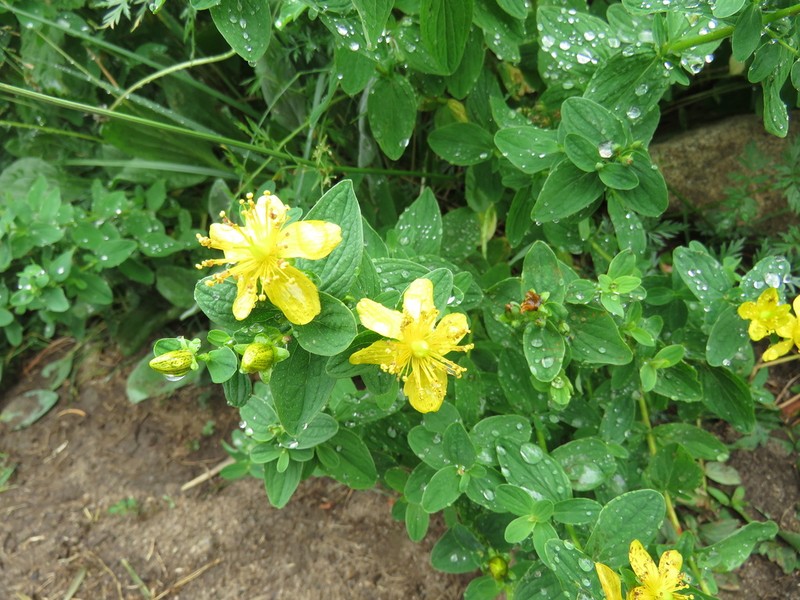 Spotted St. Johnswort photo 7