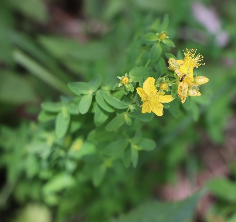 Spotted St. Johnswort photo 8