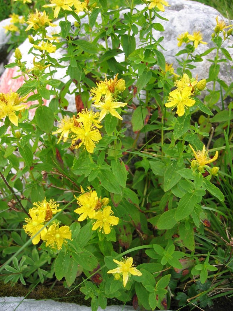 Spotted St. Johnswort