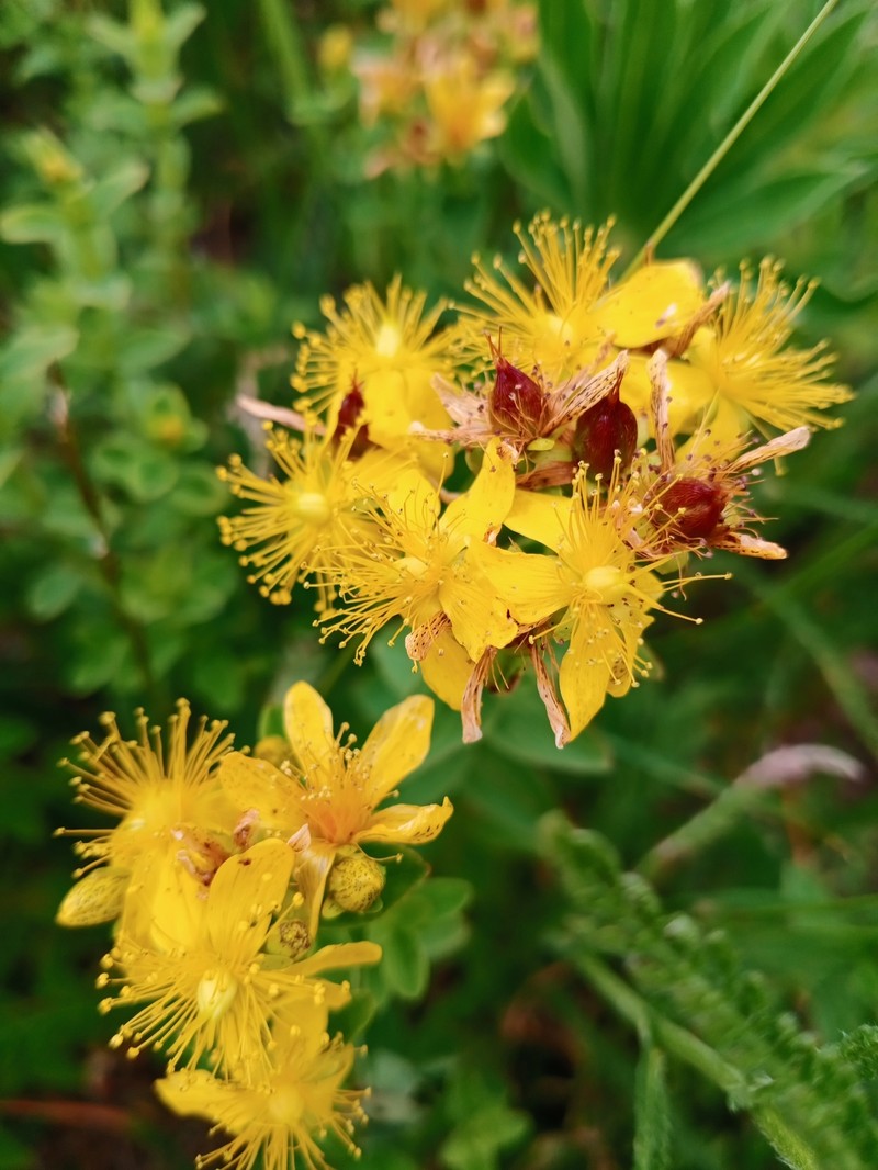 Spotted St. Johnswort photo 2