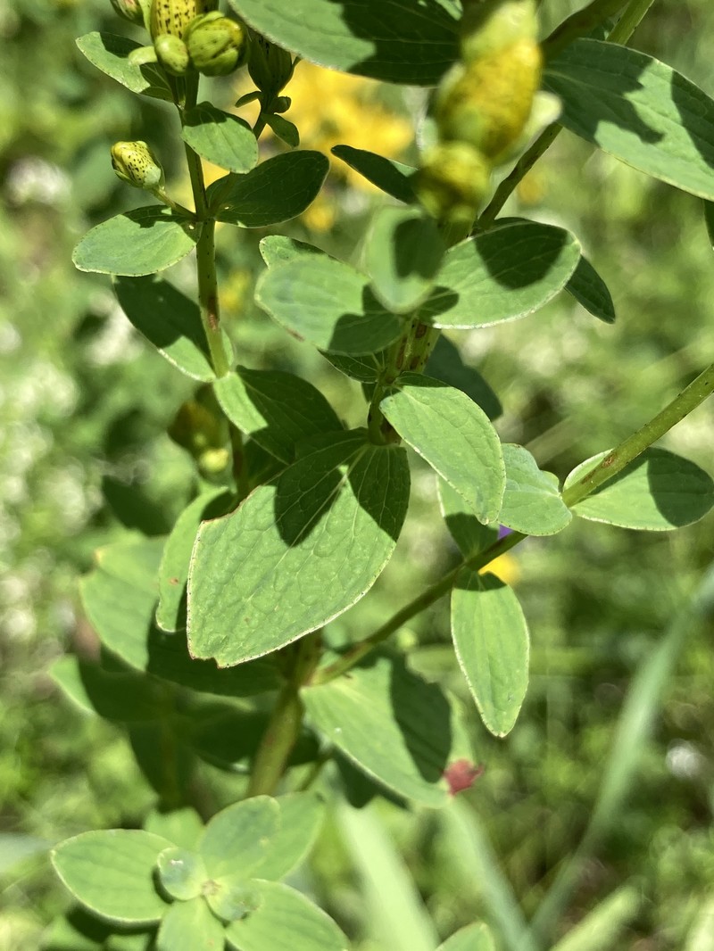 Spotted St. Johnswort photo 3