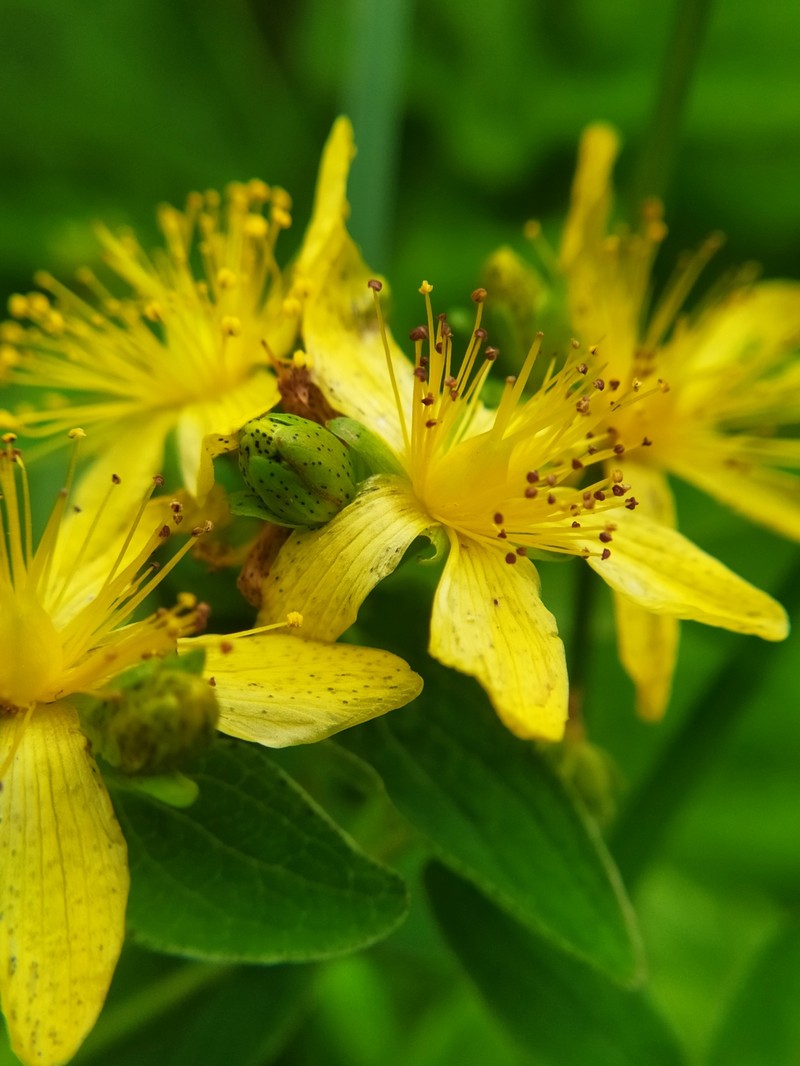 Spotted St. Johnswort photo 4