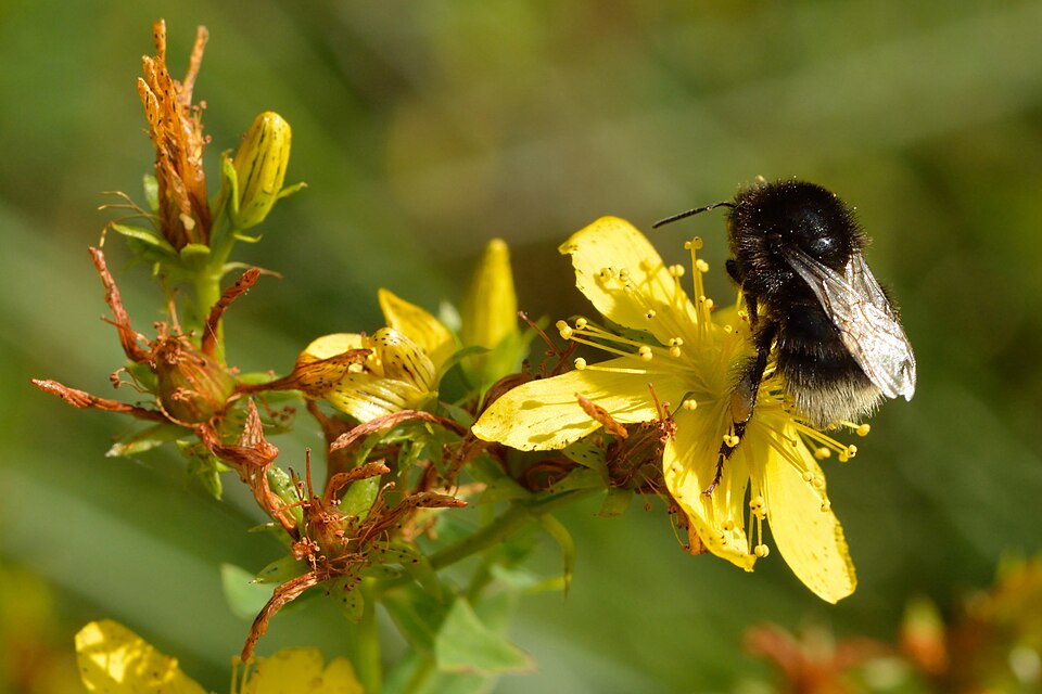 Spotted St. Johnswort photo 5