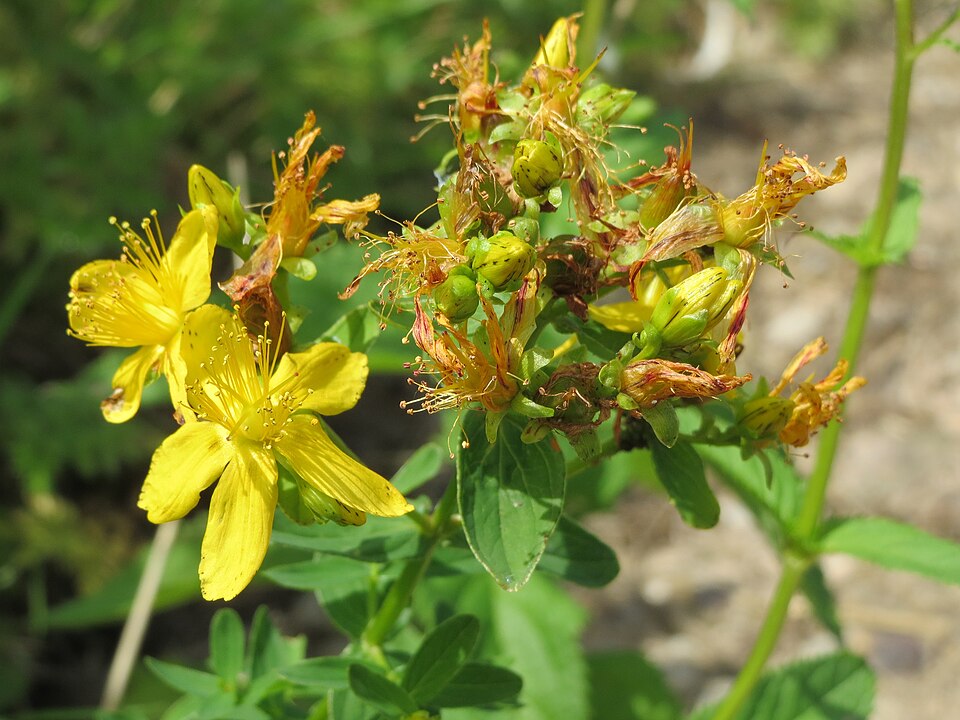 Spotted St. Johnswort photo 6