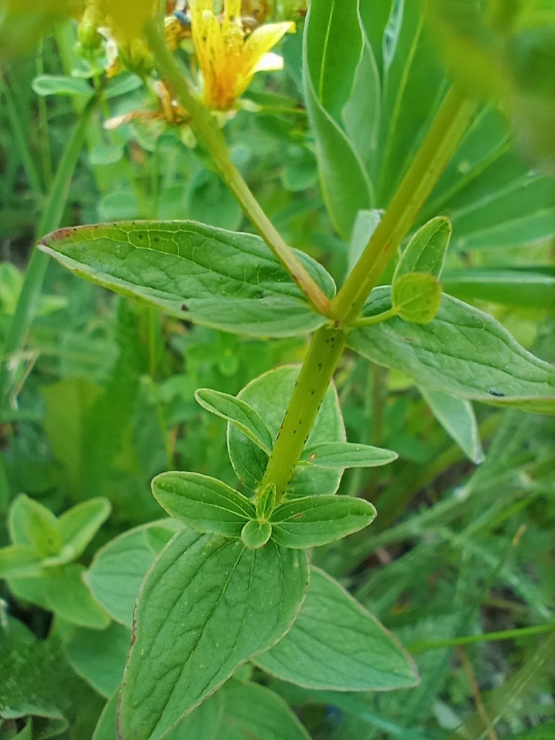 Spotted St. Johnswort photo 7