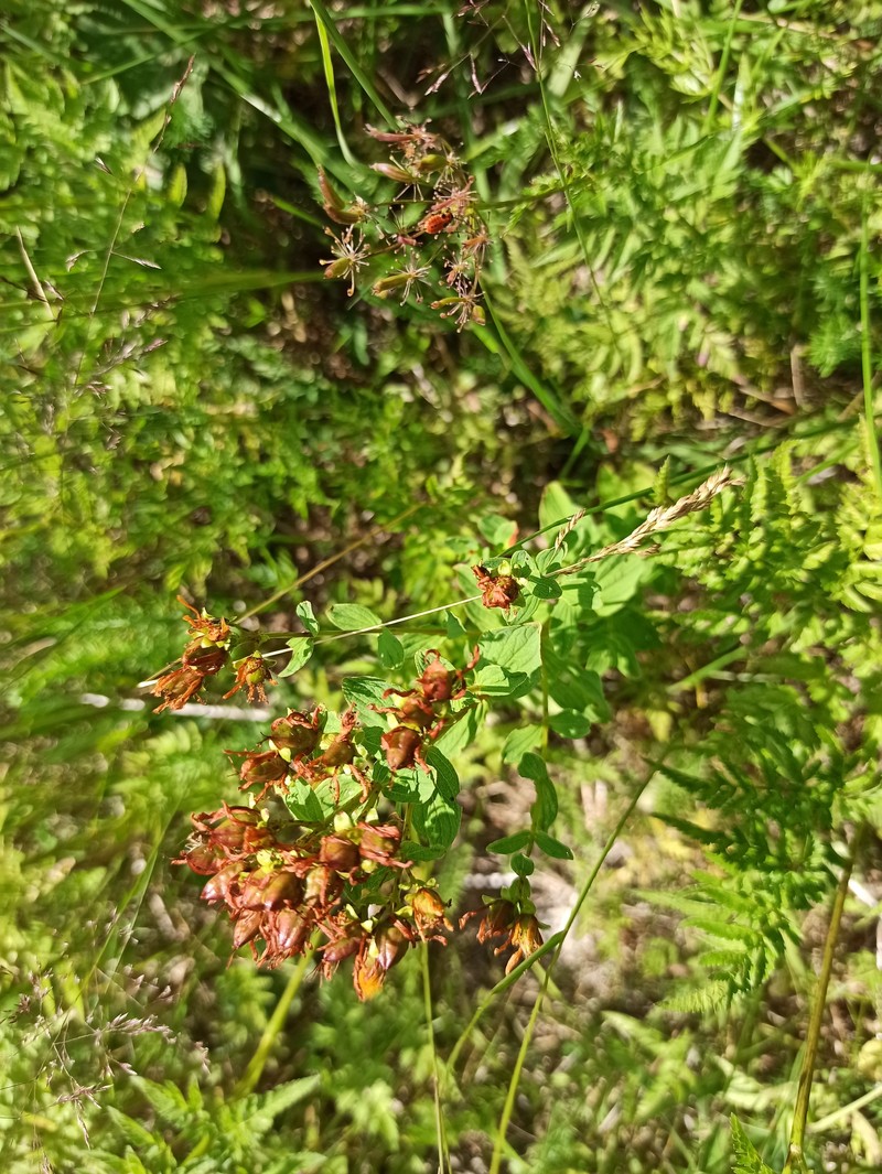 Hypericum maculatum subsp. immaculatum
