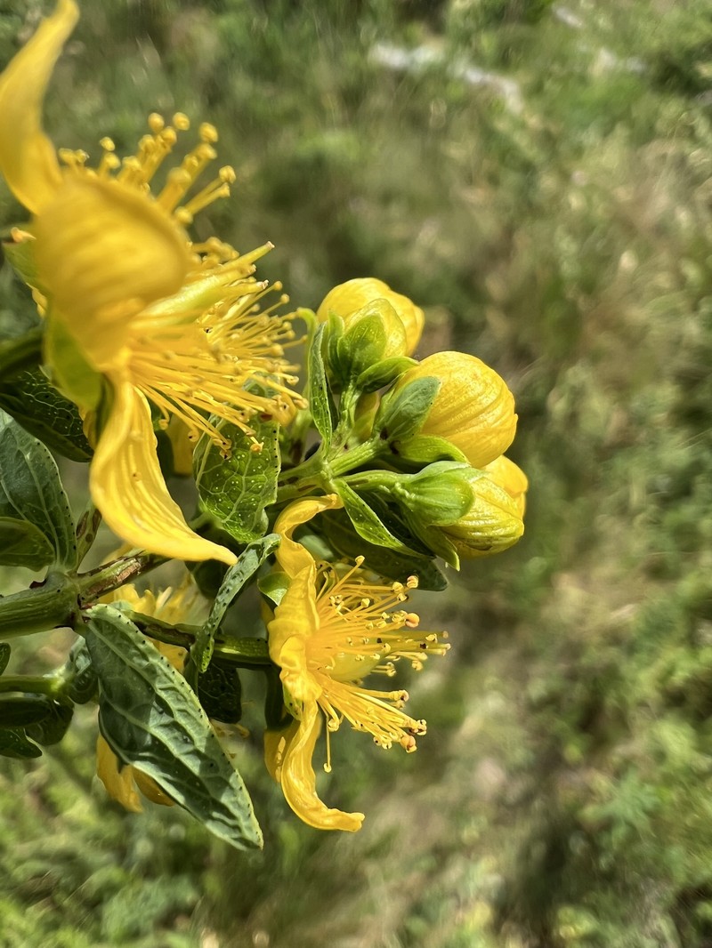 Hypericum maculatum subsp. immaculatum photo 2