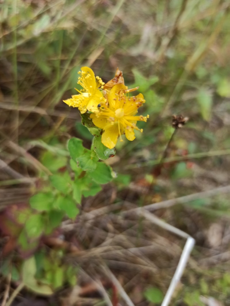Hypericum maculatum subsp. immaculatum photo 3