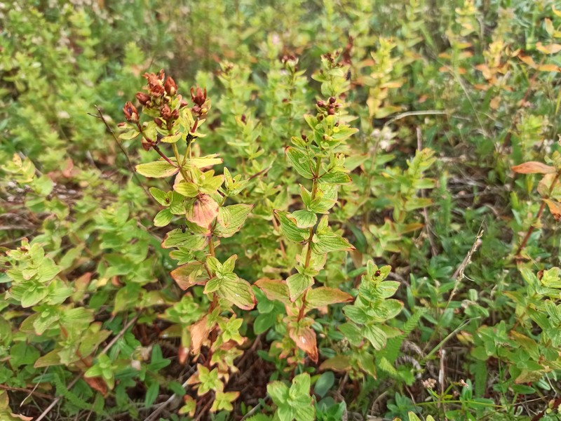 Hypericum maculatum subsp. immaculatum photo 4