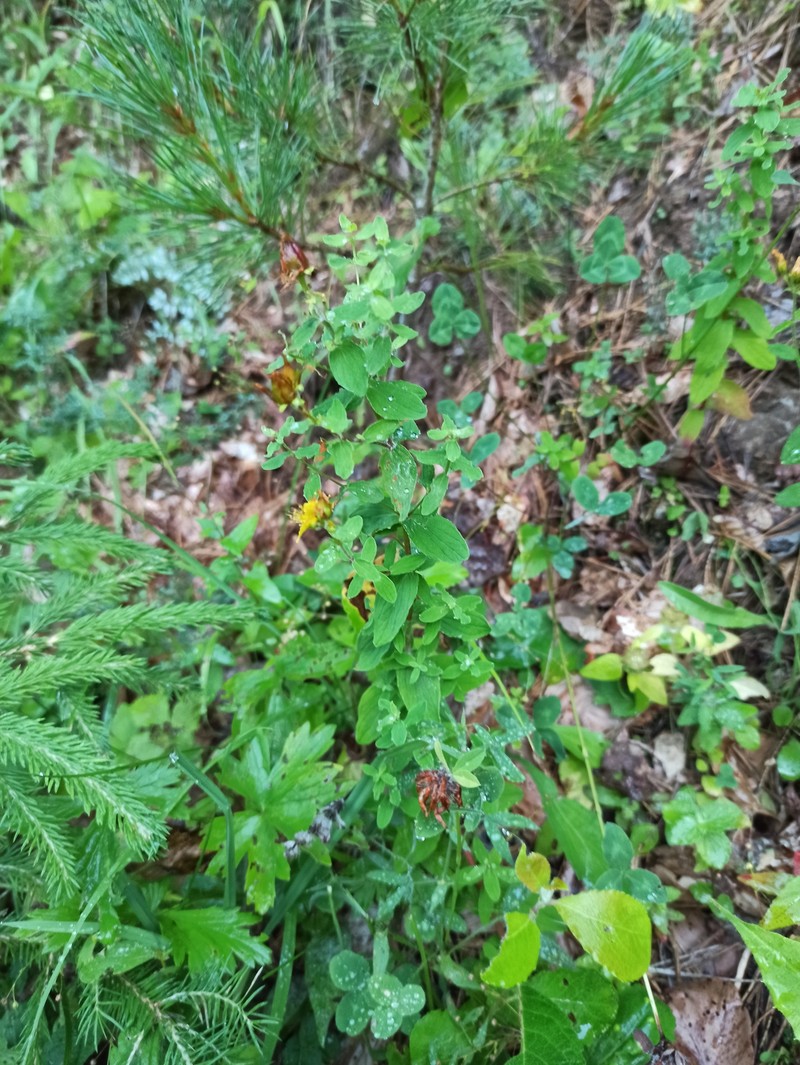 Hypericum maculatum subsp. immaculatum photo 5