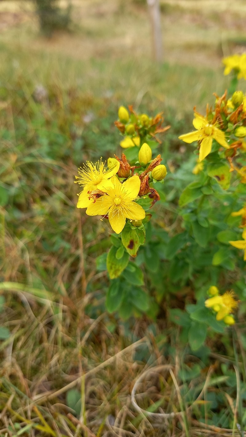 Hypericum maculatum subsp. immaculatum photo 6