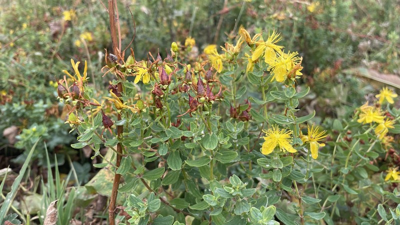 Hypericum maculatum subsp. immaculatum photo 7