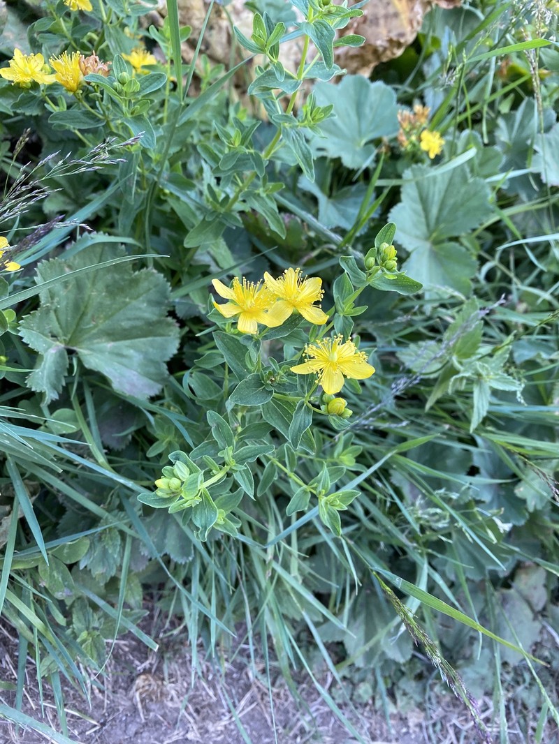 Hypericum maculatum subsp. immaculatum photo 8