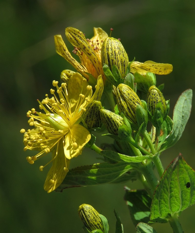 Hypericum maculatum subsp. maculatum