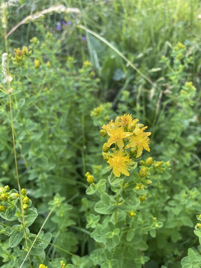 Hypericum maculatum subsp. maculatum photo 2