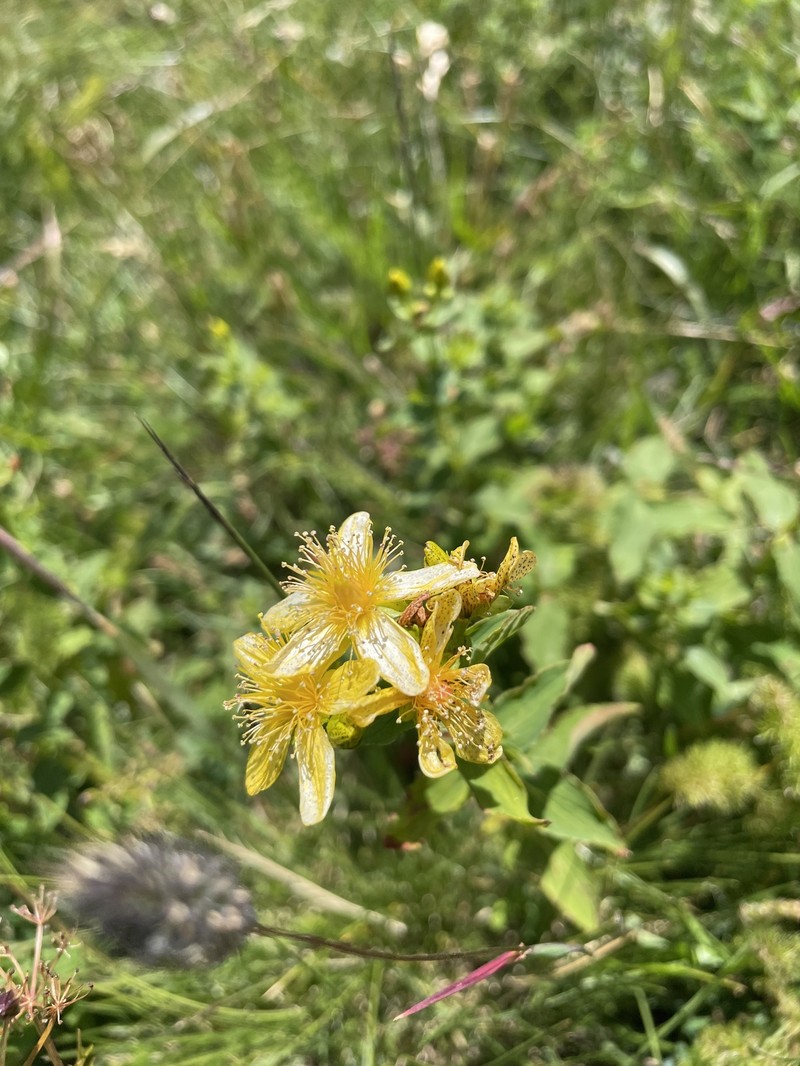 Hypericum maculatum subsp. maculatum photo 3