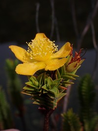 Hypericum magdalenicum