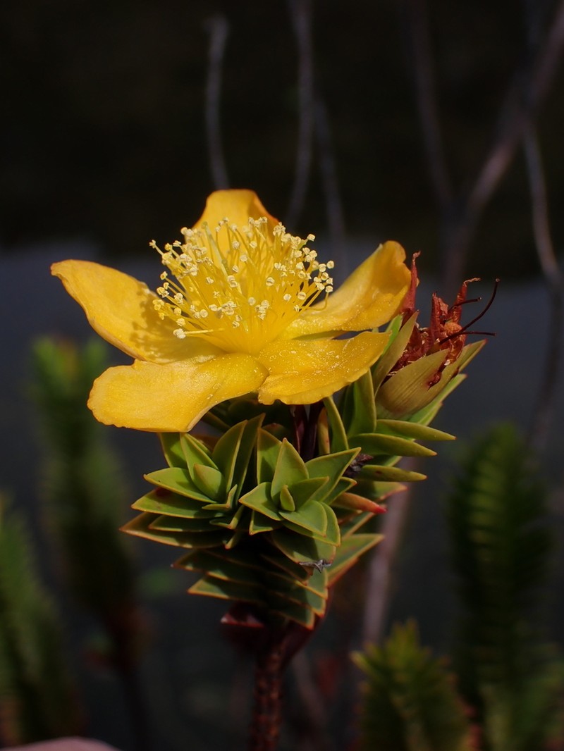 Hypericum magdalenicum